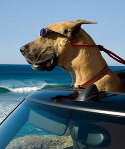 Cani parlanti, streghe e pietre preziose -  Dall'articolo: Prossimamente al cinema: un mare di animazione travolge l'estate in sala.