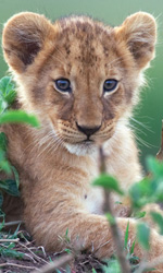Una scena del film African Cats. -  Dall'articolo: Re leoni e regine ghepardo.