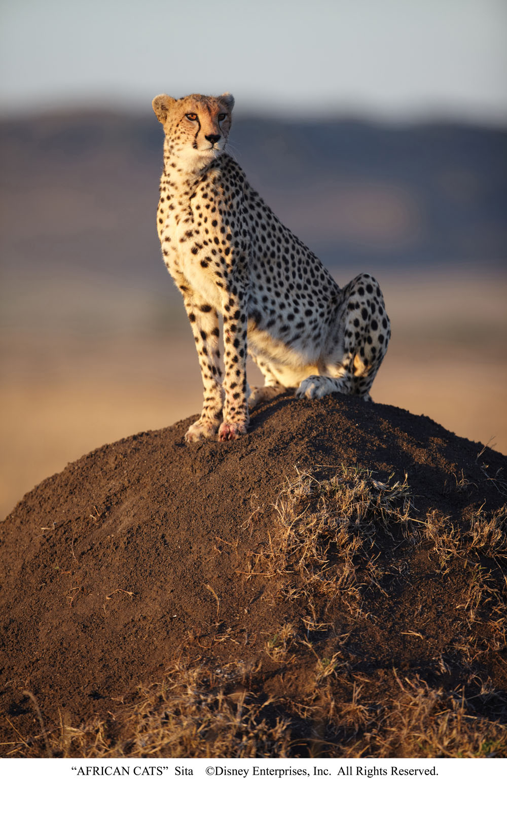 Una scena del film African Cats. -  Dall'articolo: Re leoni e regine ghepardo.
