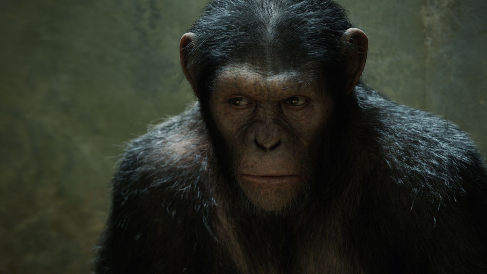 Cesare durante una scena del film L'alba del pianeta delle scimmie. -  Dall'articolo: Andy Serkis, l'uomo scimmia.