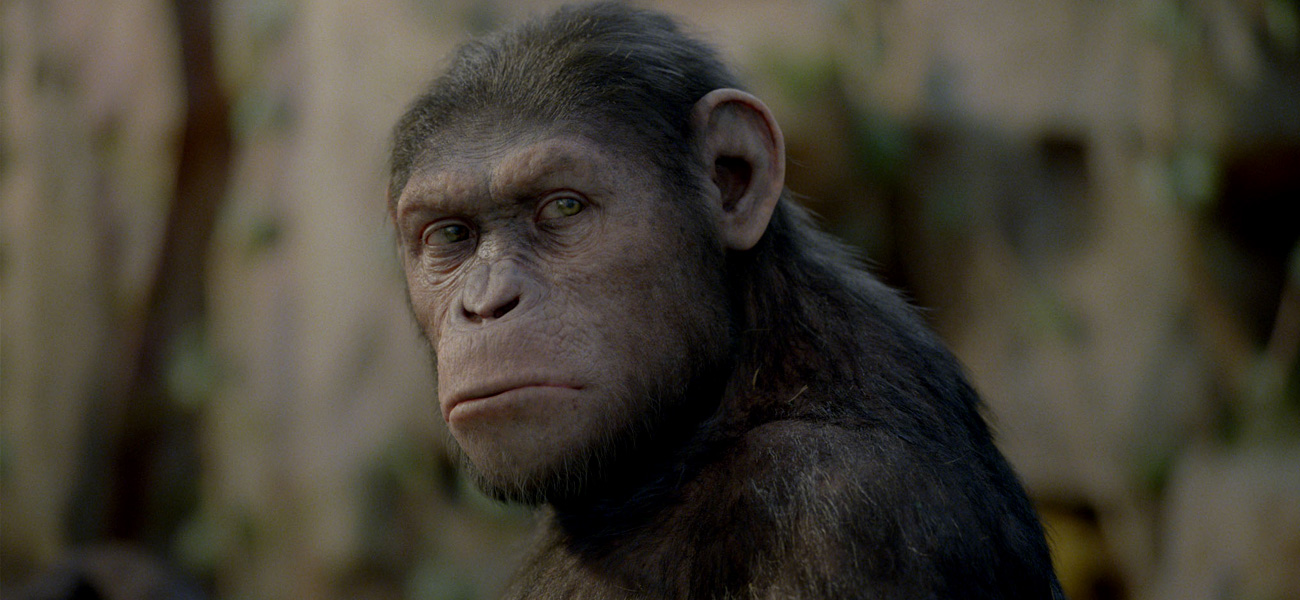 In foto Cesare, lo scimpanz protagonista del film L'alba del pianeta delle scimmie di Rupert Wyatt. -  Dall'articolo: Andy Serkis, l'uomo scimmia.