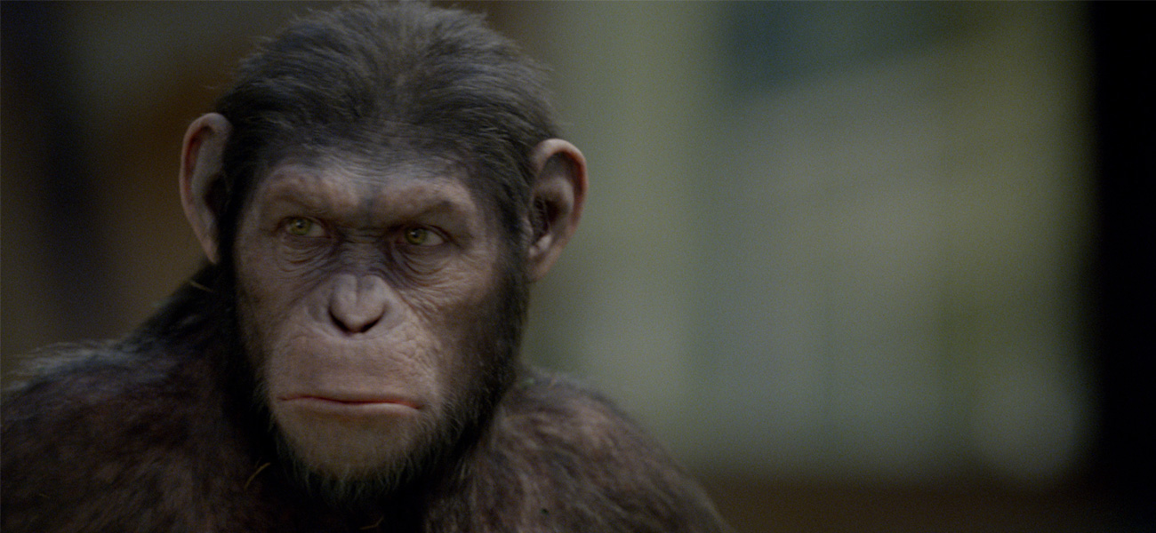 In foto lo scimpanz Cesare, protagonista del film Lalba del pianeta delle scimmie di Rupert Wyatt. -  Dall'articolo: Film nelle sale: date a Cesare quel che  di Cesare.