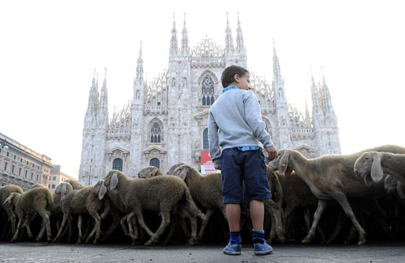In foto un momento dell'arrivo di Renato Zucchelli e del suo gregge nella piazza di fronte al duomo di Milano. -  Dall'articolo: L'ultimo pastore su MYMOVIESLIVE!.
