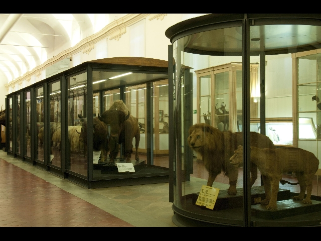 Concorso idee per Museo Scienze Naturali - MYmovies.it