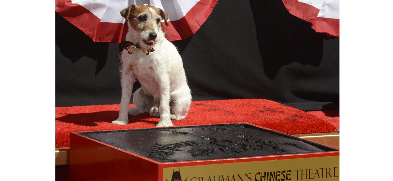 In foto il cagnolino Uggie ad Hollywood. -  Dall'articolo: Addio Uggie, il cane divo di The Artist.