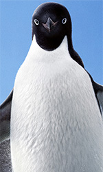  Dall'articolo: Penguins, l'avventura del pinguino Steve non  tutta in bianco e nero.