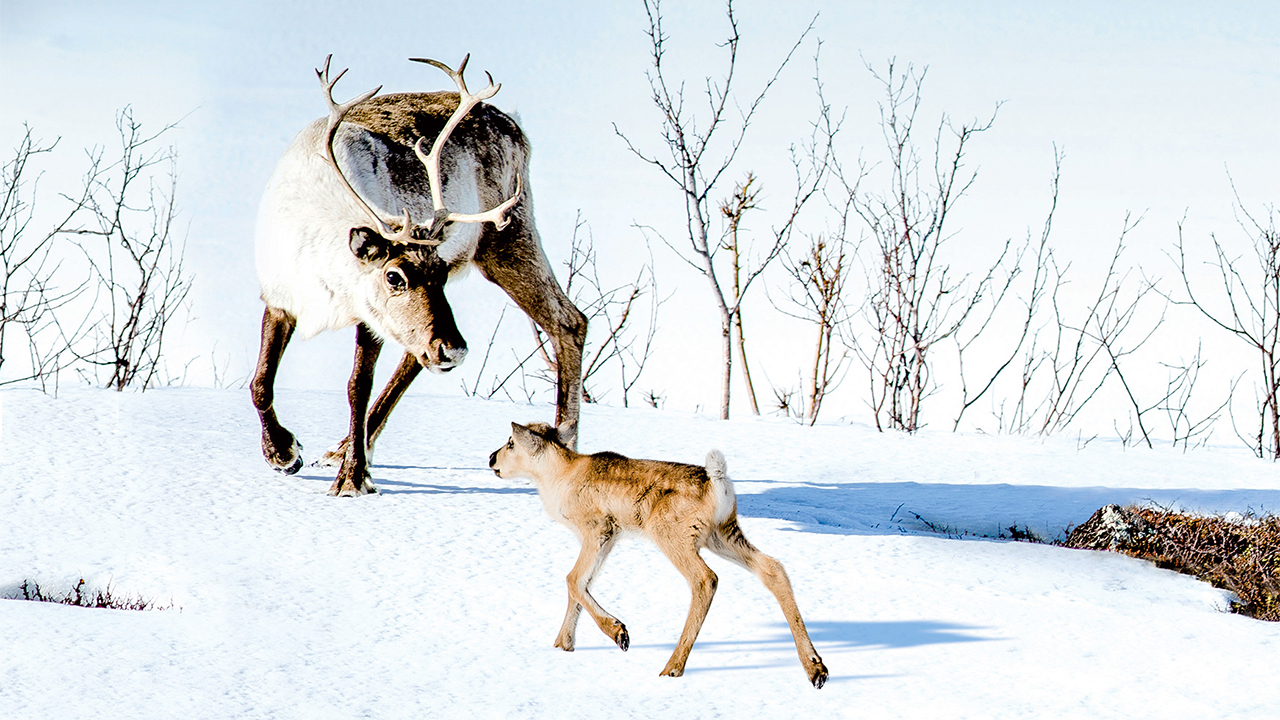  Dall'articolo: Ailo - Un'avventura tra i ghiacci, la vita segreta di un cucciolo di renna.