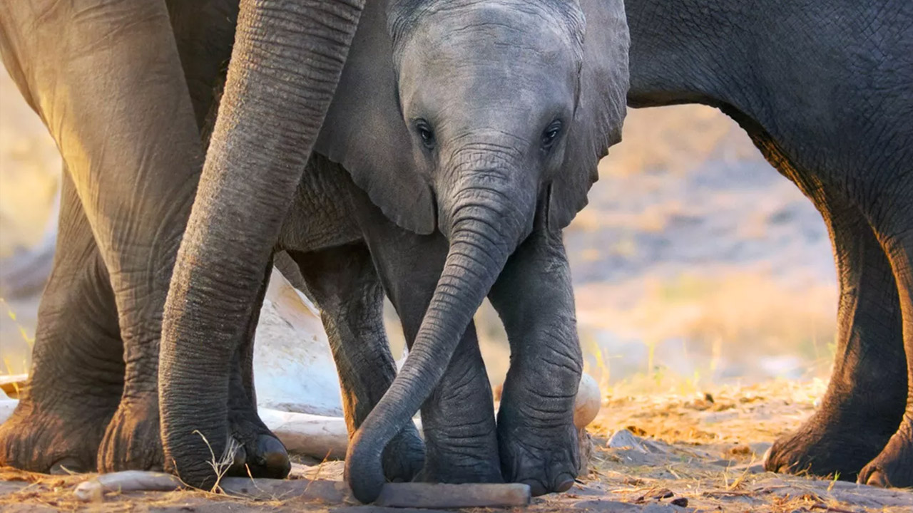  Dall'articolo: La famiglia di elefanti, un percorso nella memoria di una specie millenaria.