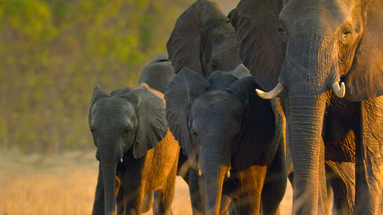  Dall'articolo: La famiglia di elefanti, Mark Linfield e Vanessa Berlowitz: Non  troppo tardi per salvare il pianeta.