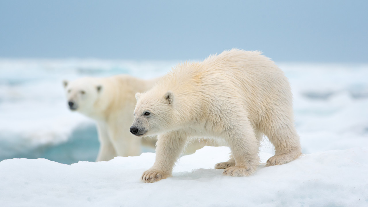  Dall'articolo: Polar Bear, il trailer italiano del film [HD].