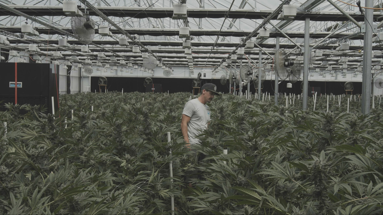  Dall'articolo: Honeydew, una clip inedita del doc che riflette sulle conseguenze del capitalismo.