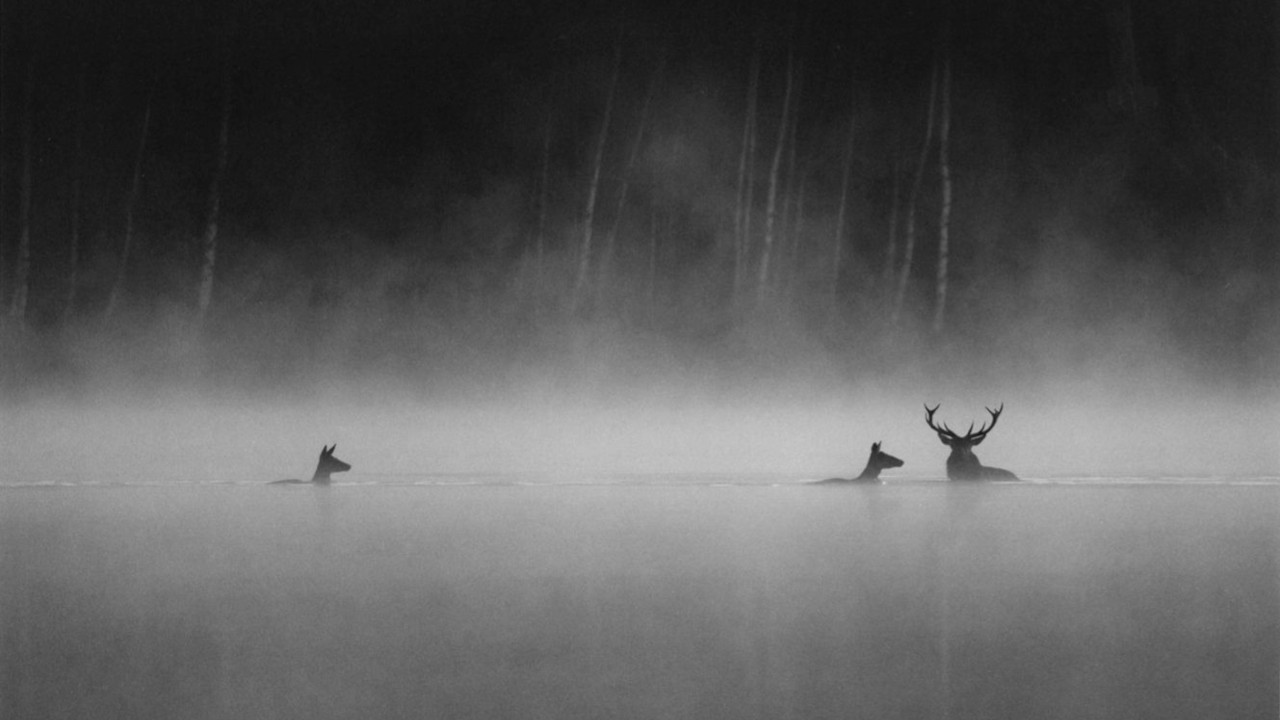 Vincent Munier su Whispers in the Woods: «La natura offre un nutrimento sperimentale per tutti»