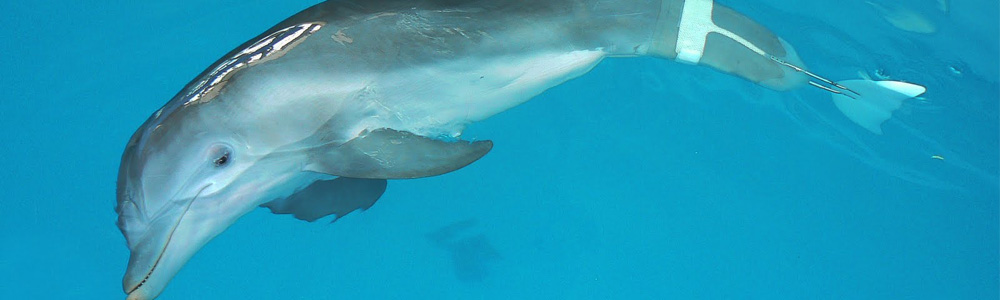 L'incredibile storia di Winter il delfino in 3D