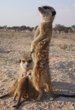 Meerkats - Le sentinelle del deserto