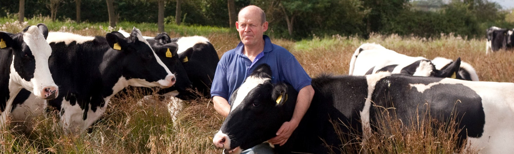 The Moo Man