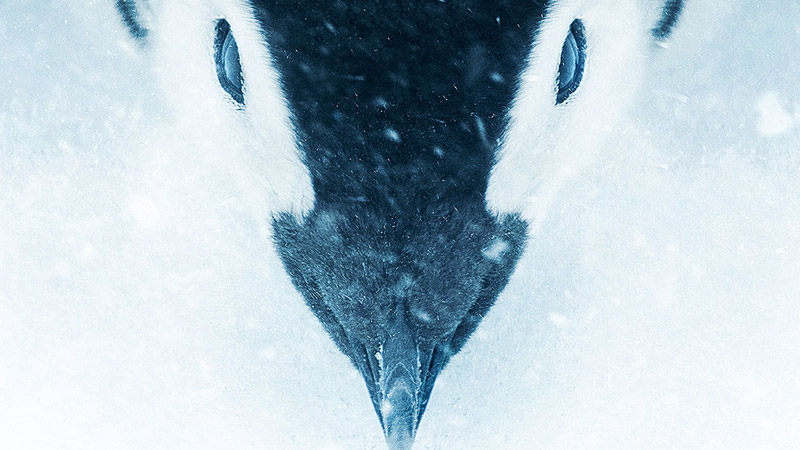 La marcia dei pinguini - Il richiamo