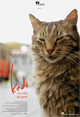 Kedi - La Citt dei Gatti