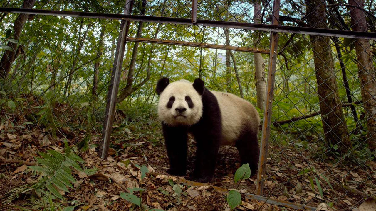 Pandas