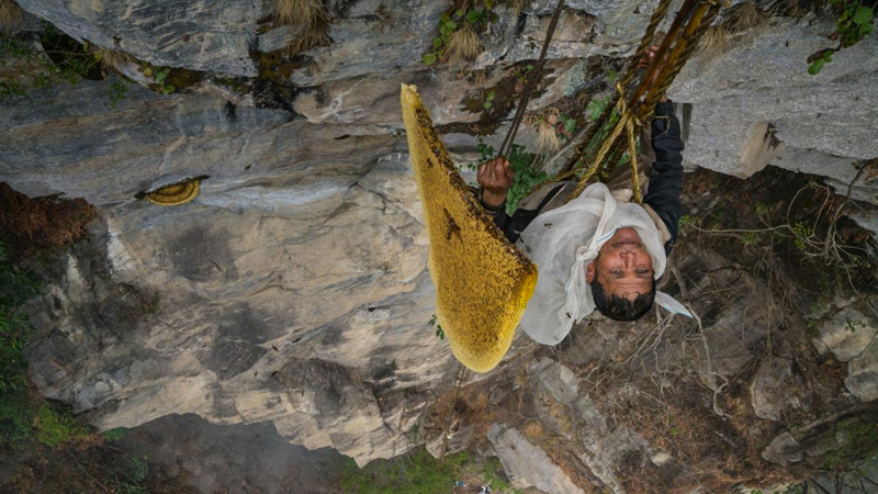 The Last Honey Hunter