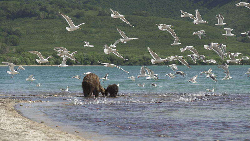 Kamchatka Bears - Dove la vita ha inizio