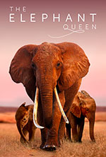 Poster La madre degli elefanti  n. 0