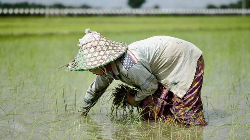 Rice To Love