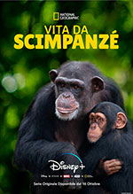 Vita da scimpanzè
