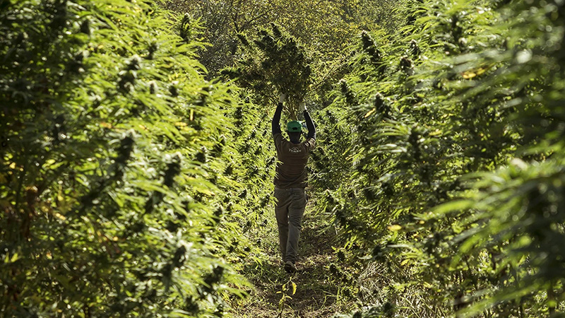 Terre di Cannabis