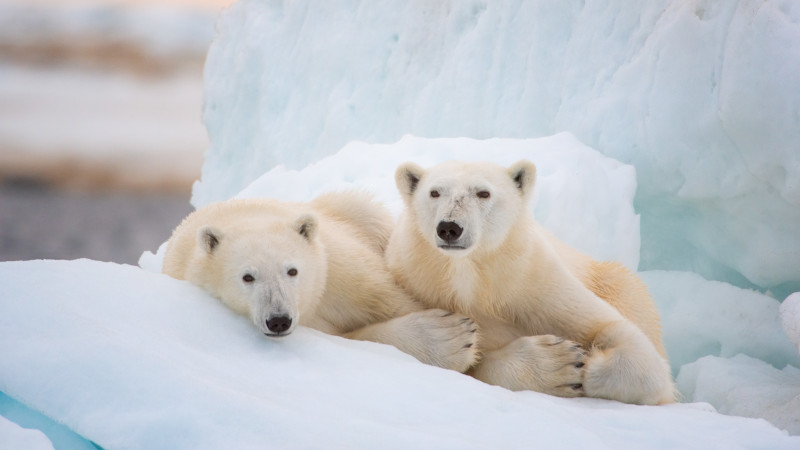Polar Bear