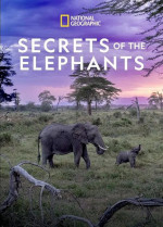 I segreti degli elefanti