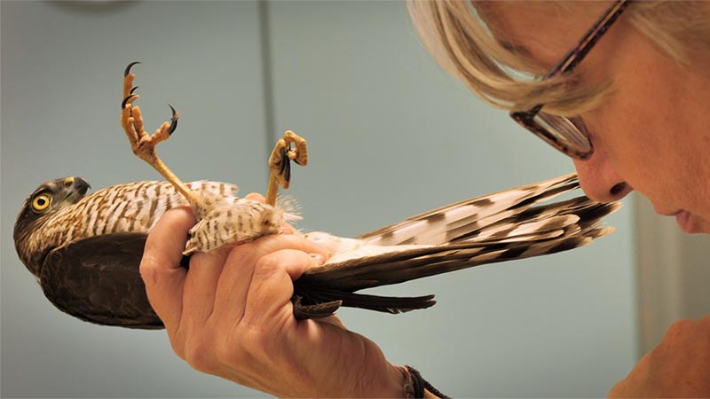 Altri Animali