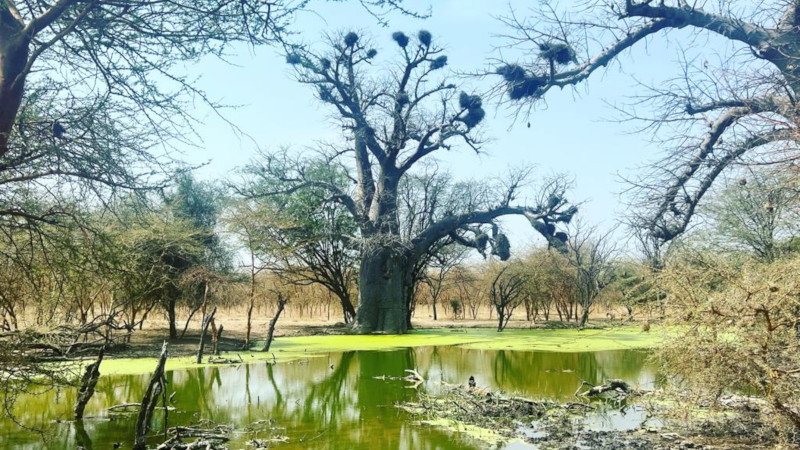 L'ulivo e il baobab