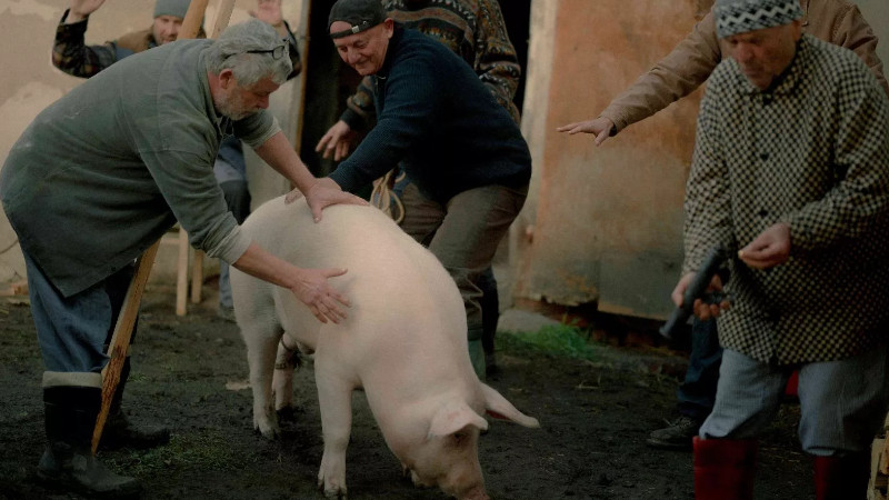 Our Lovely Pig Slaughter