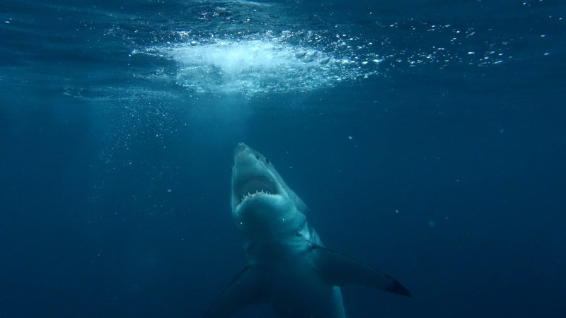 Boss Shark - Il capo degli squali