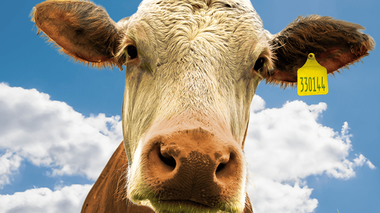  Dall'articolo: Non sar mai vegano, un'interessante riflessione sul nostro rapporto con il cibo, per stimolare un pensiero pi consapevole.