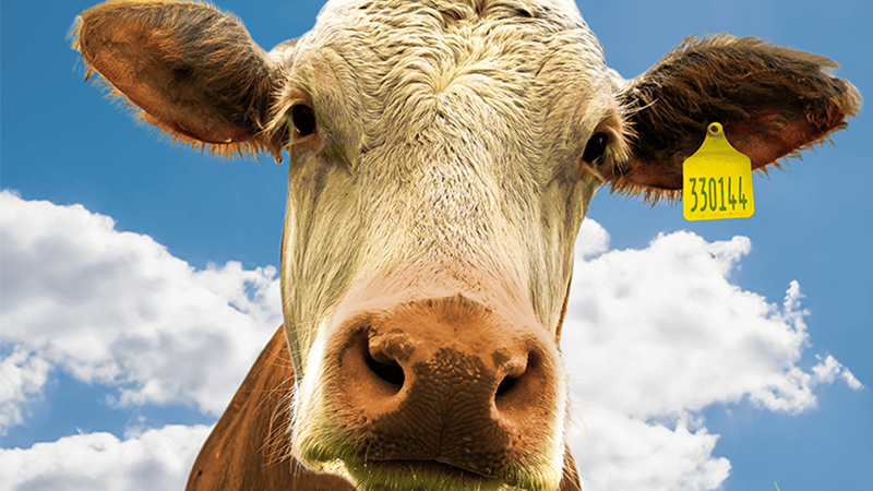 Non Sarò mai Vegano