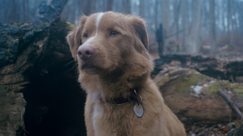 Good Boy