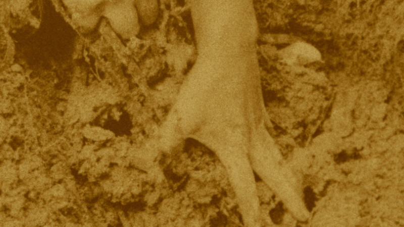 The Memory of Butterflies