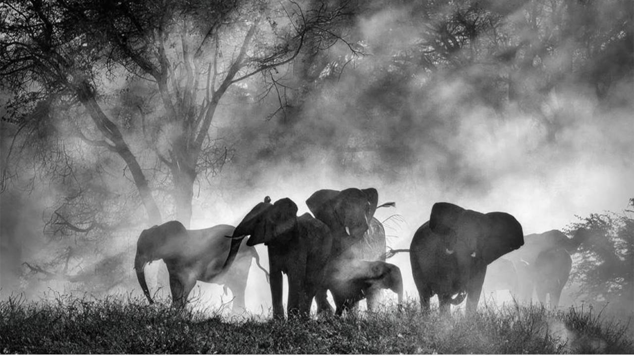 Ghost Elephants di Werner Herzog, un viaggio epico tra mito, scienza e poesia