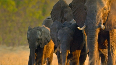 La famiglia di elefanti, «Non è troppo tardi per salvare il pianeta»