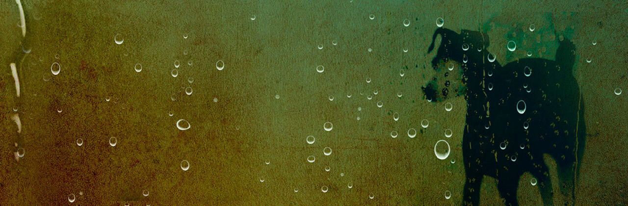 Heart of a Dog MYmovies ONE